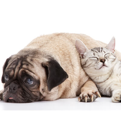 About Branton Animal Hospital in Windsor, ON - Cat and Dog