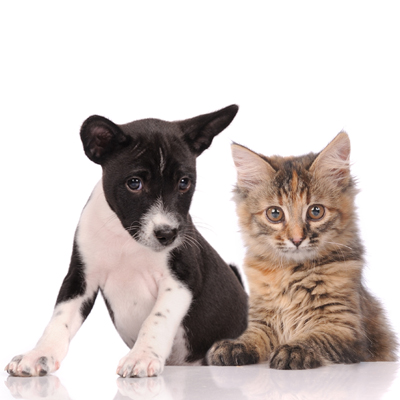 brantonanimalhospital in Windsor, ON - Welcome to our site!